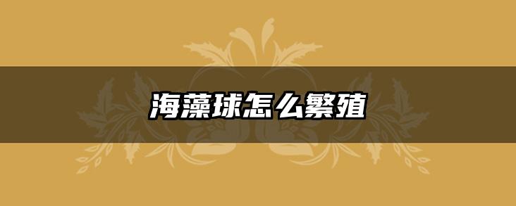 海藻球怎么繁殖