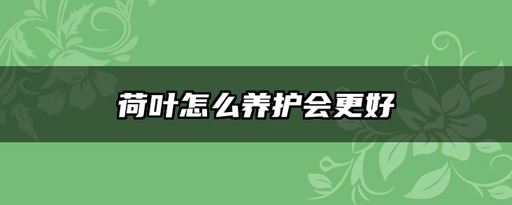 荷叶怎么养护会更好