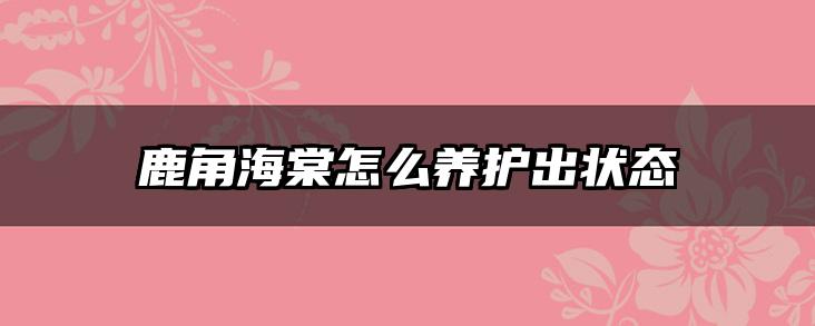 鹿角海棠怎么养护出状态