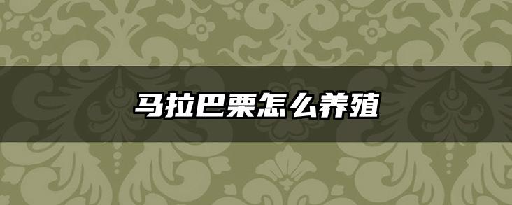 马拉巴栗怎么养殖
