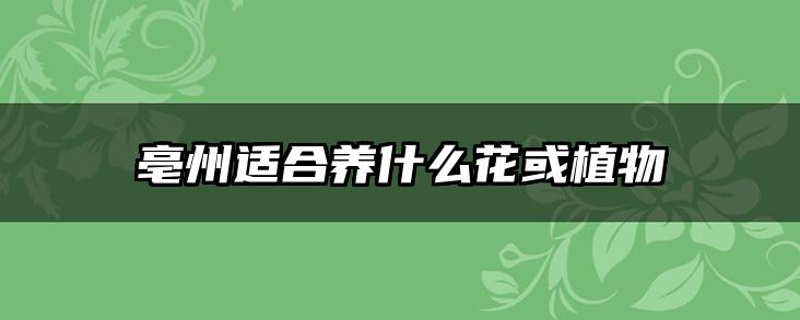 亳州适合养什么花或植物