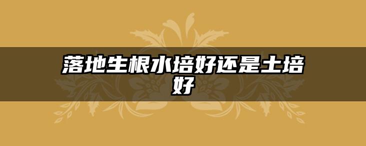 落地生根水培好还是土培好
