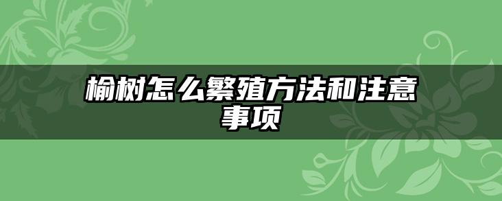 榆树怎么繁殖方法和注意事项