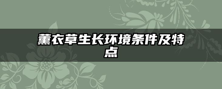 薰衣草生长环境条件及特点