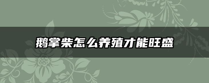 鹅掌柴怎么养殖才能旺盛