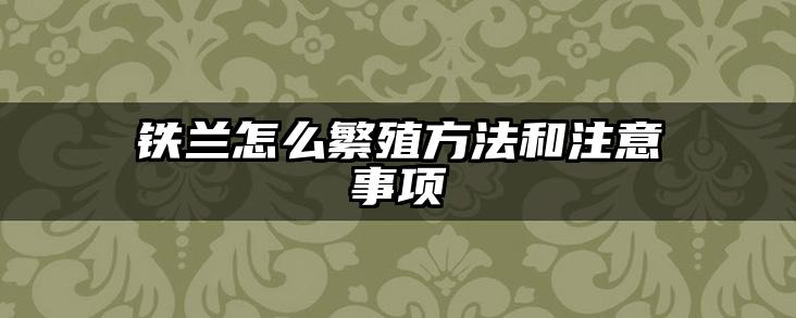 铁兰怎么繁殖方法和注意事项