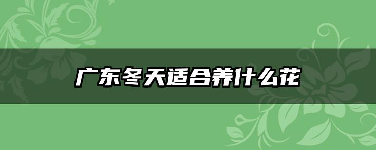 广东冬天适合养什么花
