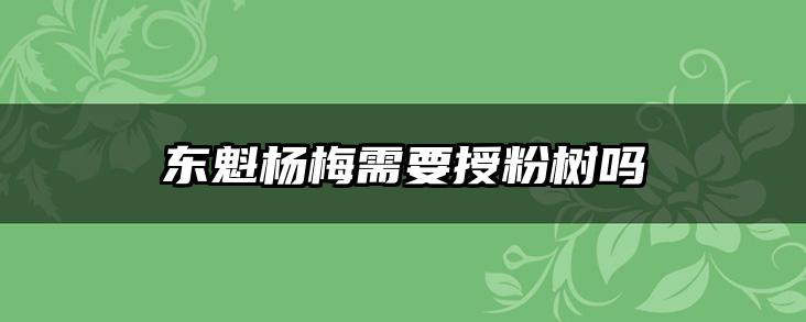 东魁杨梅需要授粉树吗