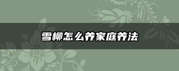 雪柳怎么养家庭养法