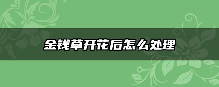 金钱草开花后怎么处理