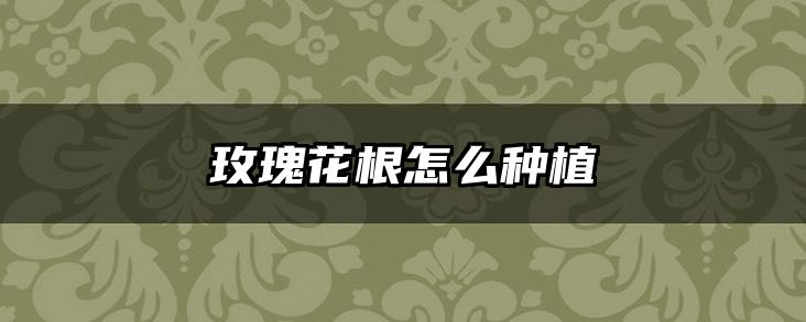 玫瑰花根怎么种植