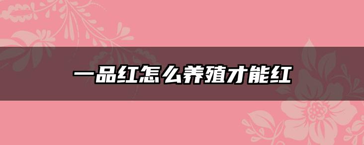 一品红怎么养殖才能红