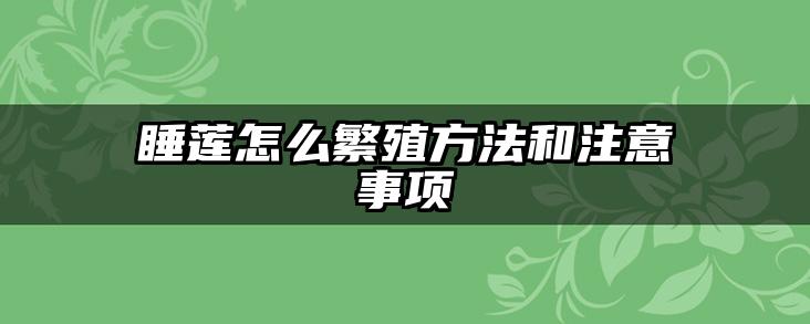睡莲怎么繁殖方法和注意事项