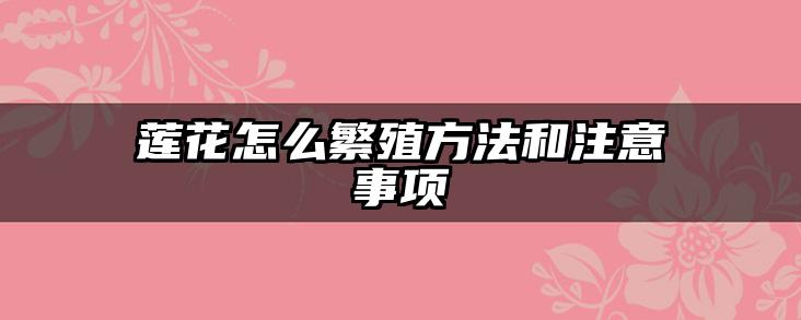 莲花怎么繁殖方法和注意事项