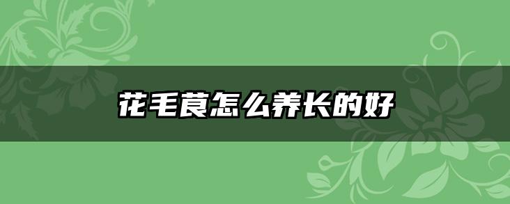 花毛茛怎么养长的好