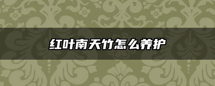 红叶南天竹怎么养护