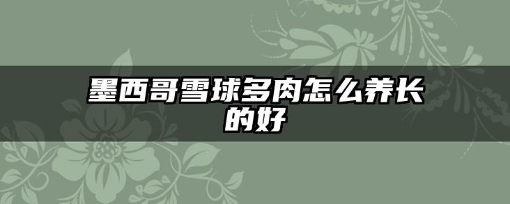 墨西哥雪球多肉怎么养长的好