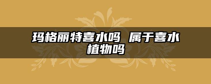 玛格丽特喜水吗 属于喜水植物吗