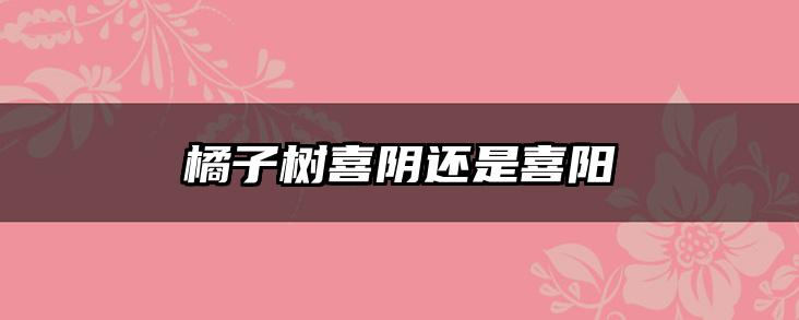 橘子树喜阴还是喜阳