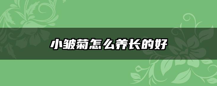 小皱菊怎么养长的好
