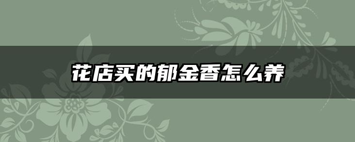 花店买的郁金香怎么养