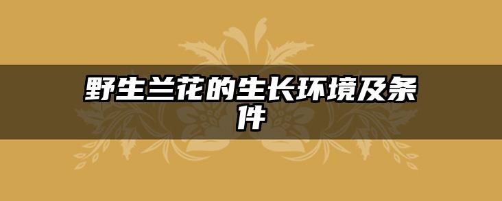 野生兰花的生长环境及条件