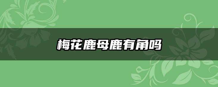 梅花鹿母鹿有角吗