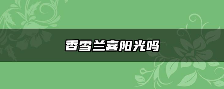 香雪兰喜阳光吗
