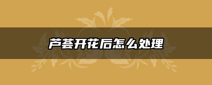 芦荟开花后怎么处理