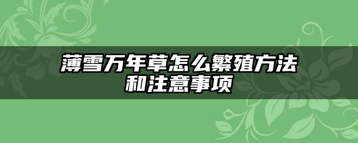 薄雪万年草怎么繁殖方法和注意事项