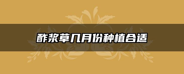酢浆草几月份种植合适