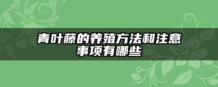 青叶藤的养殖方法和注意事项有哪些