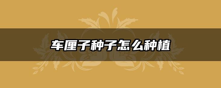车厘子种子怎么种植
