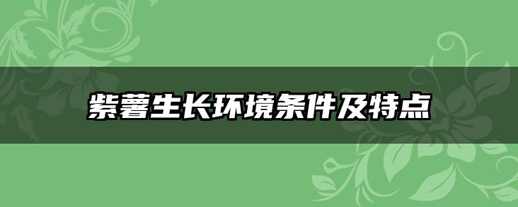 紫薯生长环境条件及特点