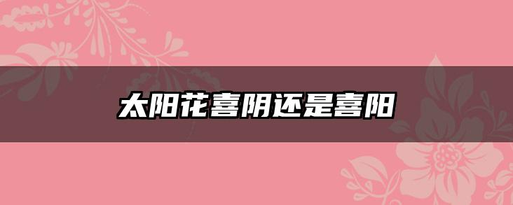 太阳花喜阴还是喜阳