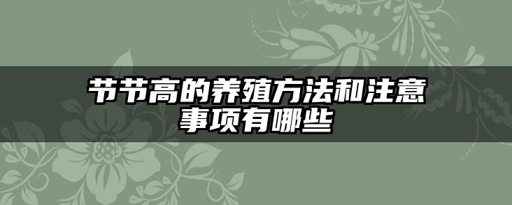 节节高的养殖方法和注意事项有哪些