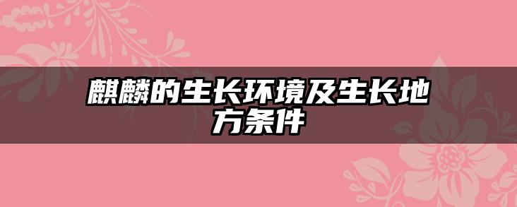 麒麟的生长环境及生长地方条件