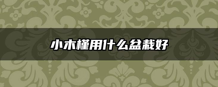 小木槿用什么盆栽好