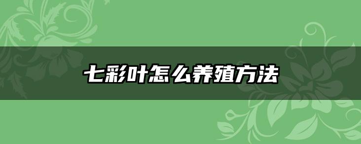 七彩叶怎么养殖方法