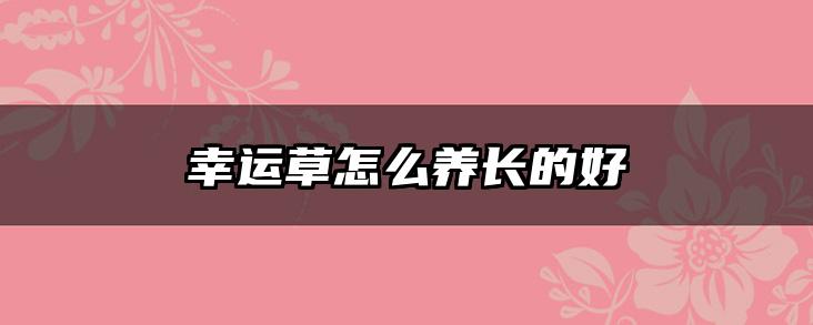 幸运草怎么养长的好