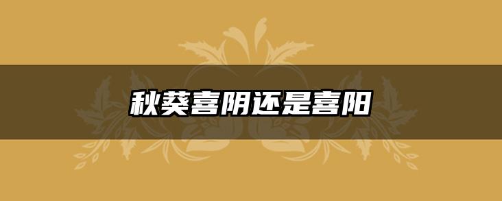 秋葵喜阴还是喜阳