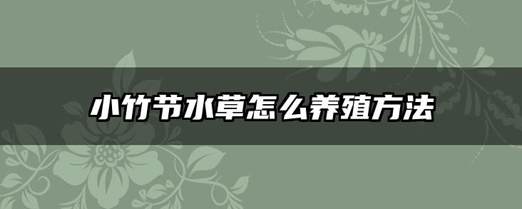 小竹节水草怎么养殖方法