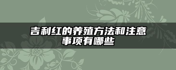 吉利红的养殖方法和注意事项有哪些
