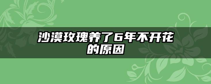 沙漠玫瑰养了6年不开花的原因