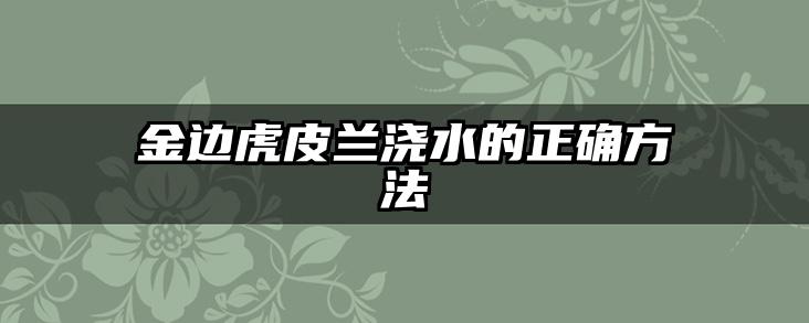 金边虎皮兰浇水的正确方法
