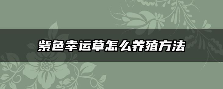 紫色幸运草怎么养殖方法