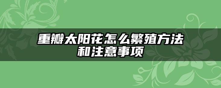 重瓣太阳花怎么繁殖方法和注意事项