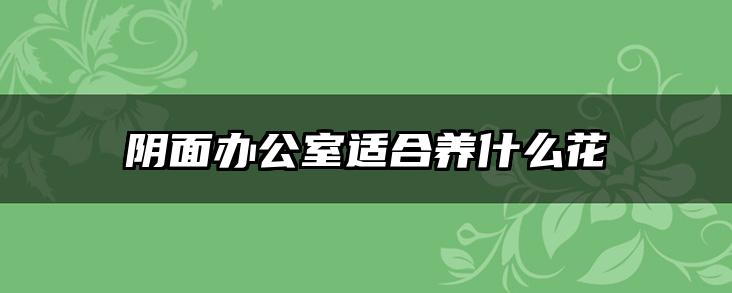 阴面办公室适合养什么花