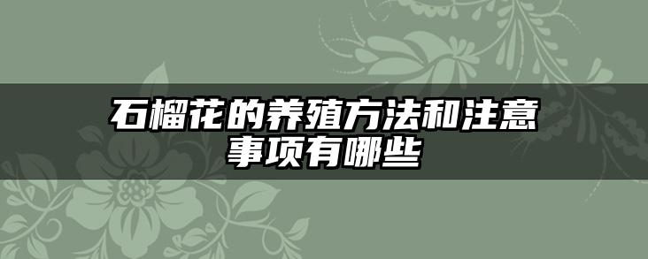 石榴花的养殖方法和注意事项有哪些