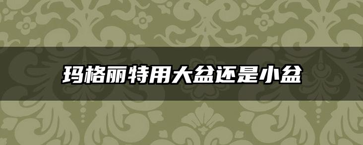 玛格丽特用大盆还是小盆
